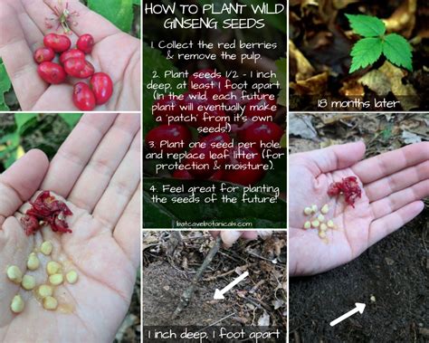 Feel free to share! This is a short guide to planting wild american ginseng. Every one of these ...