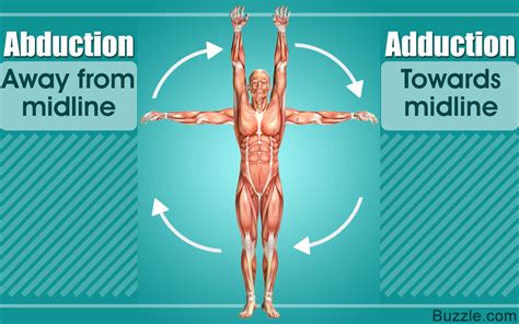 Abduction Vs. Adduction: The Differences You Didn't Know - Bodytomy