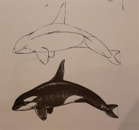 Orca (Killer whale) Drawing Reference and Sketches for Artists