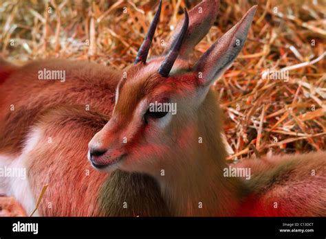 A baby Dorcas Gazelle taken at Marwell Wildlife Zoo Stock Photo - Alamy