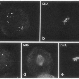 Centrosomes, microtubules, and chromosome arrangements at first mitosis... | Download Scientific ...