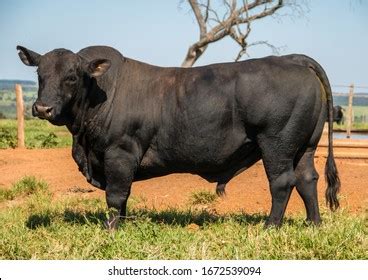 Agribusiness Close Black Brangus Cattle Natural Stock Photo 1672539094 | Shutterstock