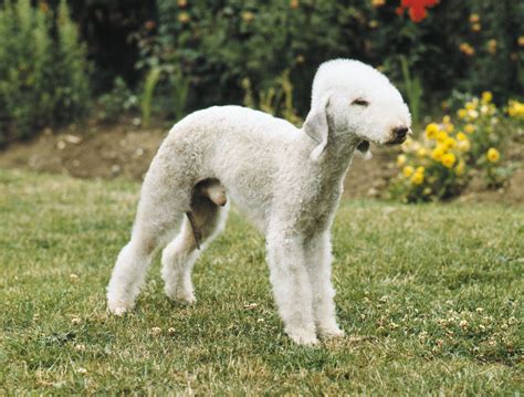 Bedlington terrier | Cute, Hypoallergenic, Adaptable | Britannica