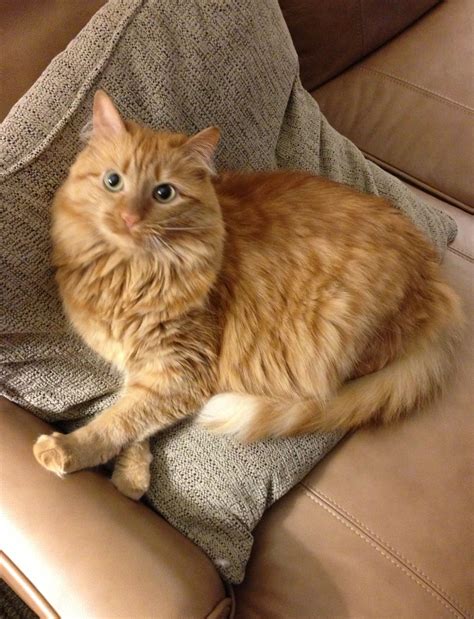 Mary. Beautiful longhair ginger cat. Orange tabby. | Cute cats and dogs, Orange cats, Orange ...