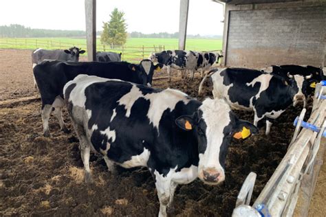 Así será el rebaño de vacas de la Granja Experimental de Vacuno de Leche del Campus Terra ...