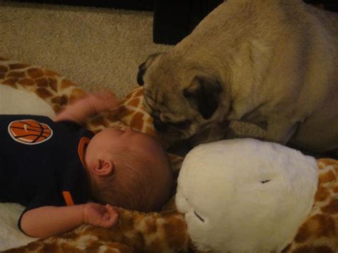 Dogs And Babies Sleeping Are What The World Needs Now | HuffPost