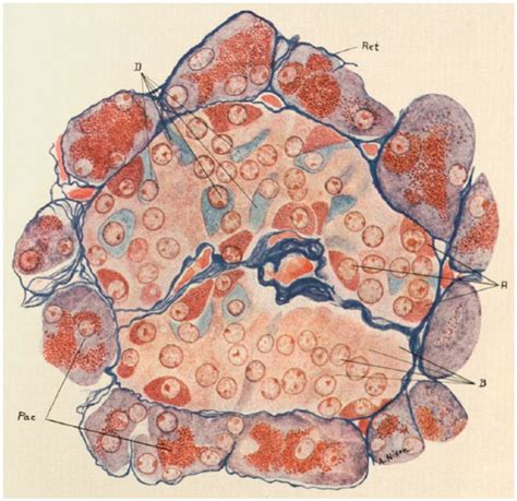 Acinar Cells And Islets Of Langerhans