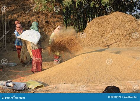 Women Are Winnowing Rice For Sorting Rice Royalty-Free Stock Image | CartoonDealer.com #79021354