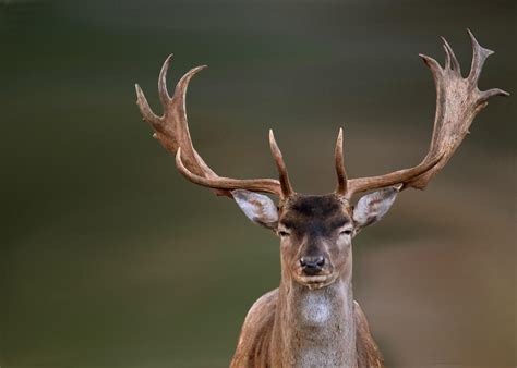 PsBattle: a deer looking directly at the camera : r/photoshopbattles