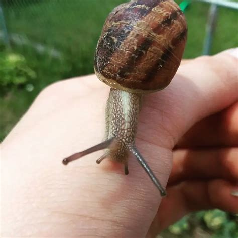 All About Snail Diet: What Does Garden Snails Eat? - Revive Garden