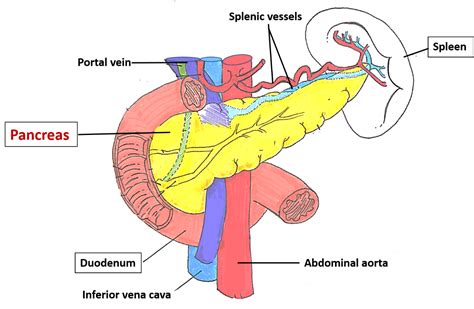 Pancreas – Anatomy QA
