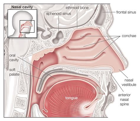 What to Expect During Your Turbinate Reduction