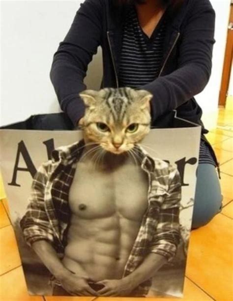 American Cat Body Builder Funny Picture | Cats, Funny cats, I love cats