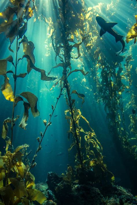 shark in a kelp forest … | Underwater world, Underwater photography, Ocean life