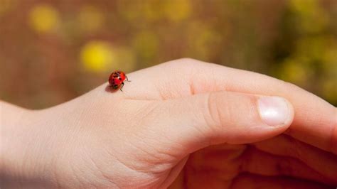 The Color of Ladybugs | Photos and Information - Pest Samurai