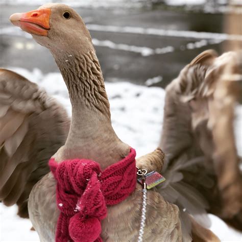 Pet goose flies free from farm life, tours Oregon in tutus and pearls ...