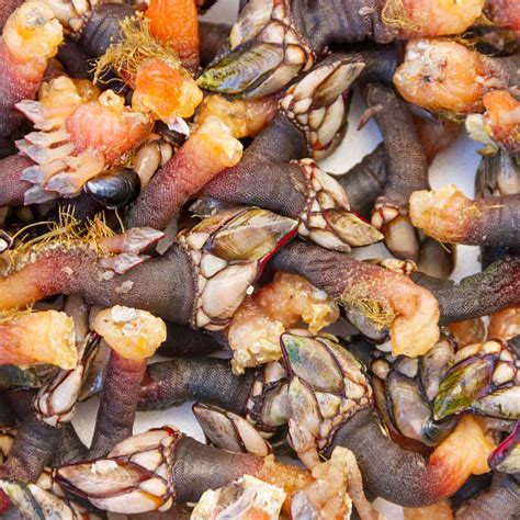 What Are Percebes: Ultimate Guide To This Seafood Delicacy