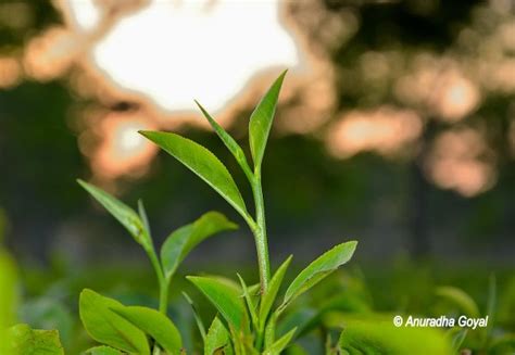 Tea Gardens Of Assam - Places To Visit In Assam - Inditales