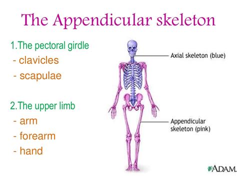 The appendicular skeleton