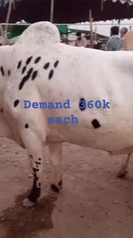 OMG Biggest bull at palosi mandi demand 360k each indian breed #eidmubarak #bull #palosi # ...