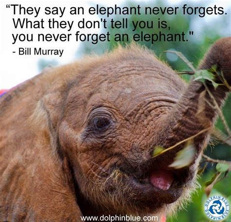 Elephant Quote 2 Picture Quote #1 | Elephant, Elephant quotes, Elephants never forget