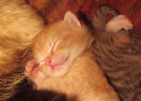 Sleeping Kittens Free Stock Photo - Public Domain Pictures