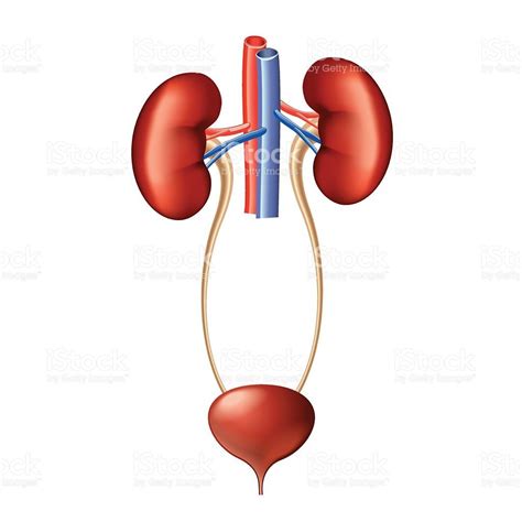 Urinary system anatomy isolated photo-realistic vector illustration