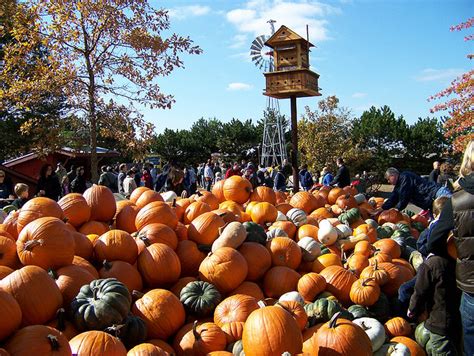 Local Illinois Pick Your Own Pumpkin Patches