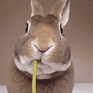 18 Adorable Bunnies Stuffing Their Cute Faces | Animaux drôles, Animaux amusants, Lapin drôle