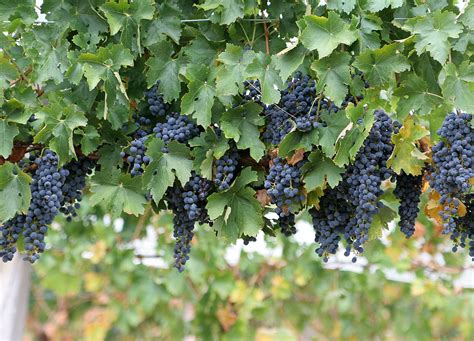 File:Wine grapes.jpg - Wikipedia
