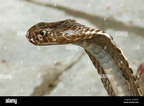 King cobra fangs hi-res stock photography and images - Alamy