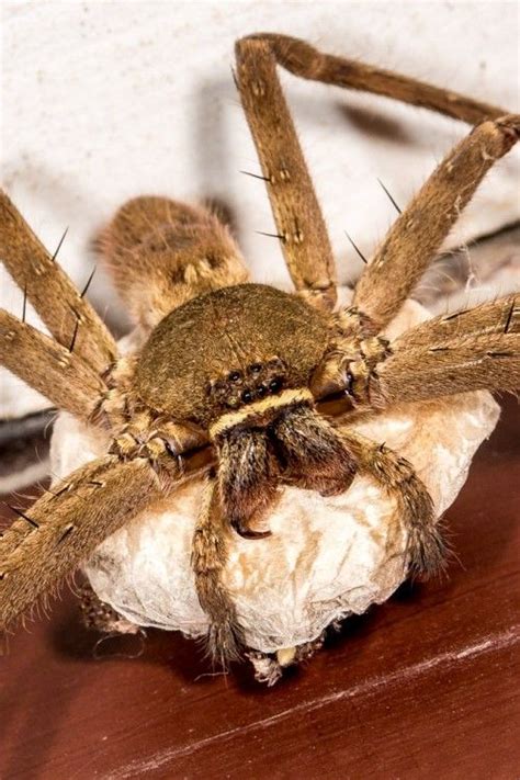 Female Huntsman Spider with Egg Sac – Krishna Mohan Photography ...