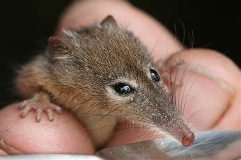 Honey Possum (Mammal Watch Porongurup) · iNaturalist