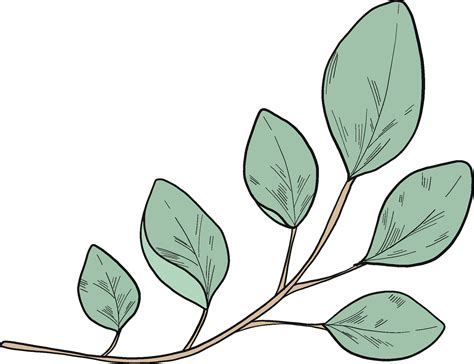 Eucalyptus clipart. Free download transparent .PNG Clipart Library - Clip Art Library