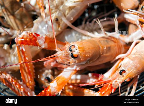 Freshly caught langoustine off the Weather Islands in the Bohuslän archipelago, West Sweden ...