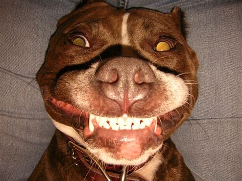 Cheese!! | Another goofy dog smile! | Heather Bailey | Flickr