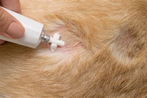 Can You Put Neosporin On Dogs Hot Spots? The Honest Answer