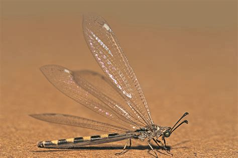 Antlion Life Cycle