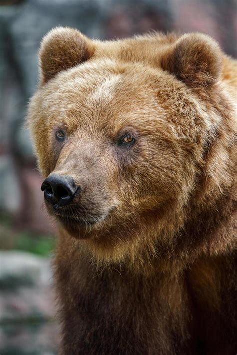 Kamchatka brown bear 12924222 Stock Photo at Vecteezy