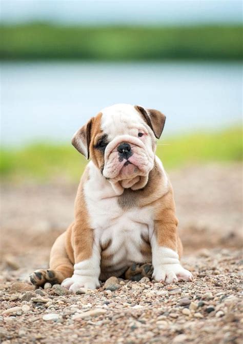 39+ American Bulldog Female Names Pic - Bleumoonproductions