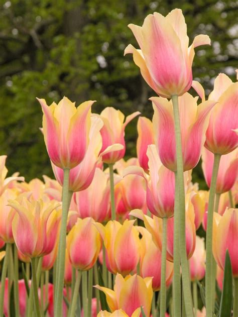 25 Beautiful Pink Tulips | Pink Tulips Meaning | Indoor Garden Web