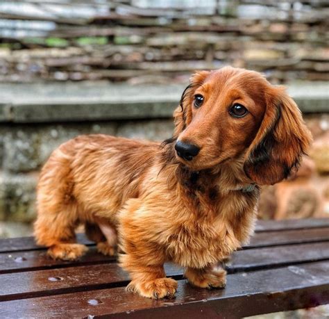 Top 103+ Images Pictures Of Wiener Dog Puppies Excellent