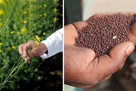 Genetically Modified Mustard Crops Awaiting Govt Approval To Be Grown Commercially In India ...