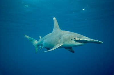 Hammerhead Shark