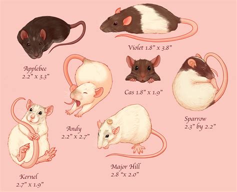 Rat STICKER Sets! - Ottawa Pet Rat Rescue