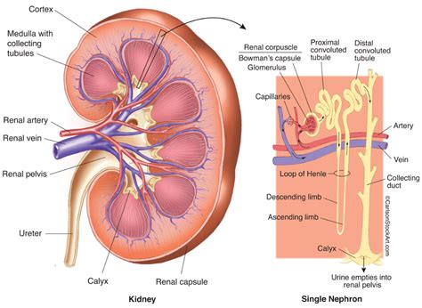 Kidney Anatomy & Nephron Filtration Diagram photo | Kidney anatomy, Basic anatomy and physiology ...