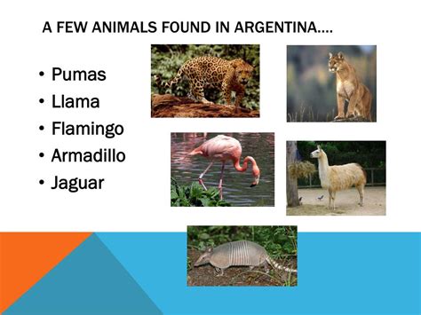 PPT - Argentina PowerPoint Presentation, free download - ID:5339726