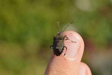 Brown marmorated stink bug - Invasive Species Council of British Columbia