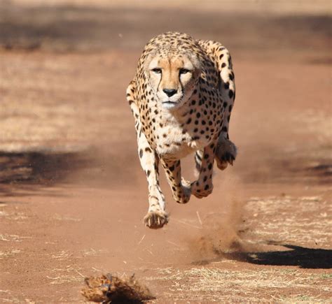 Fastest Animal On Land Fastest Flying Birds Falcon Bird Peregrine ...