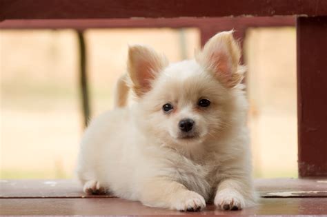 Chihuahua Pomeranian Mix Life Expectancy - Pets Lovers